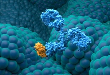 PD-(L)1 Antibodies in Small Cell Lung Cancer (SCLC)