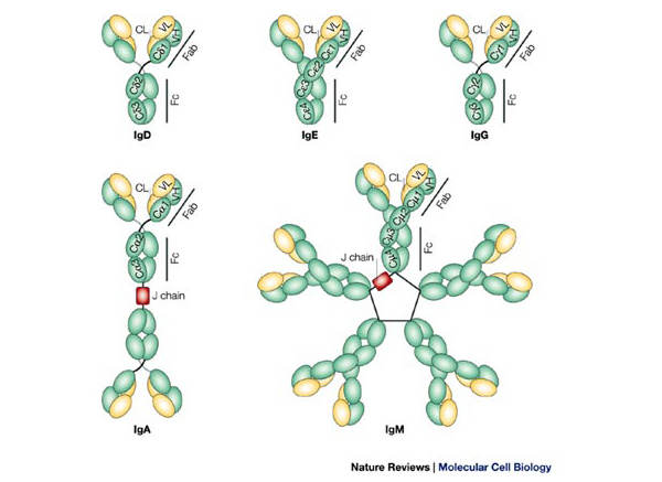 immunogloblulin
