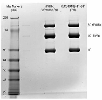 Fig. 2. Non-reducing SDS-PAGE analysis of rFVIIIFc validation batch (RECD19189-11-011) used for the determination of purity and identity.