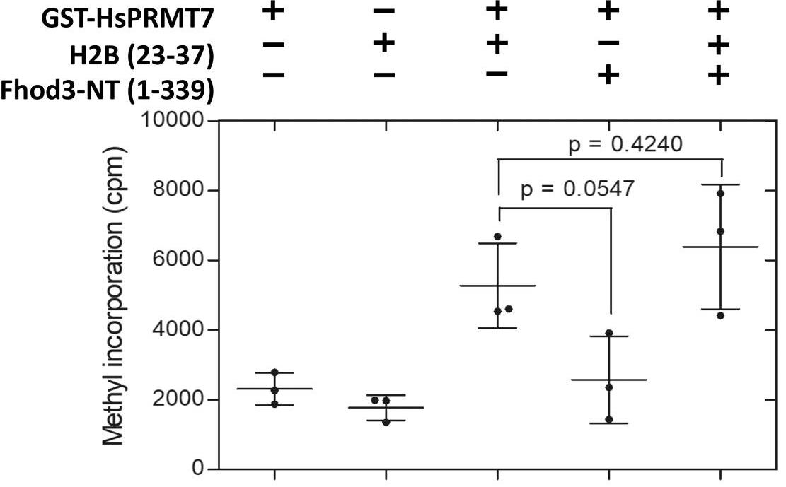 Fig. 3. Methylation of H2B (23-37) peptide is not altered by the addition of Fhod3 N-terminus.