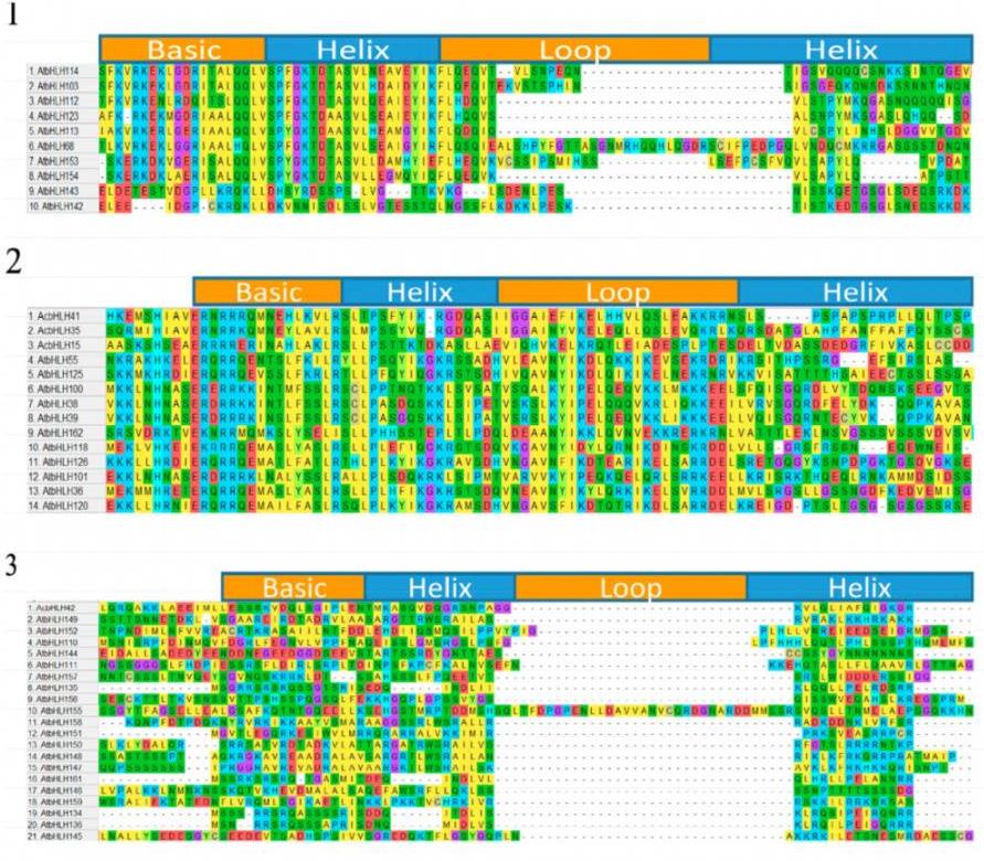 Fig. 4. Multiple sequence alignments of <em>A. catechu</em> and 24 subgroups <em>A. thaliana</em>. (partial)