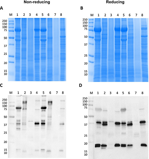 Fig. 5. SDS-PAGE and immunoblots with crustacean-allergic patients’ sera were tested under
both non-reducing and reducing conditions for proteins from four insect species. (Carriço-Sá B,
<em>et al.</em>
Food Chem. 2024