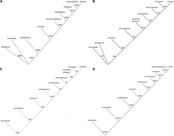 Phylogenetic trees for Osteopontin evolution.