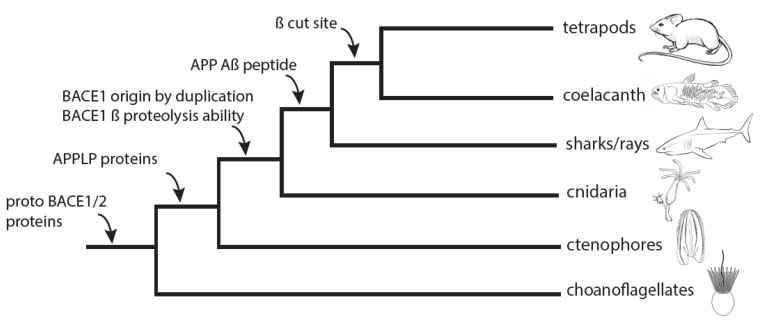 Fig3. Relative timeline for BACE1 and Aβ evolution. (Langeland,
                          et al
                          ., 2024)