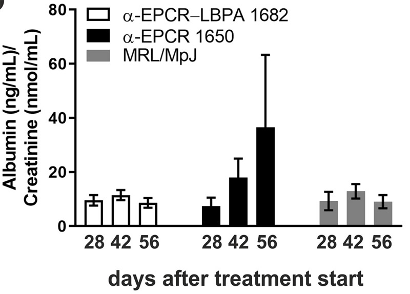 Fig2. Albuminuria in MRL/MpJ control mice and in MRL-Faslpr mice treated at the age of four weeks for six weeks with
the indicated antibodies.