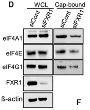 Fig1. HeyA8 cells were transfected with control siRNA or FXR1 siRNAs for 48 h, and lysates were incubated with m7GTP
(5′mRNA cap analog).