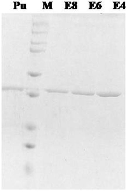 Fig2. SSC-A/FSC-A-DEAE-Cellulose purified parasites.