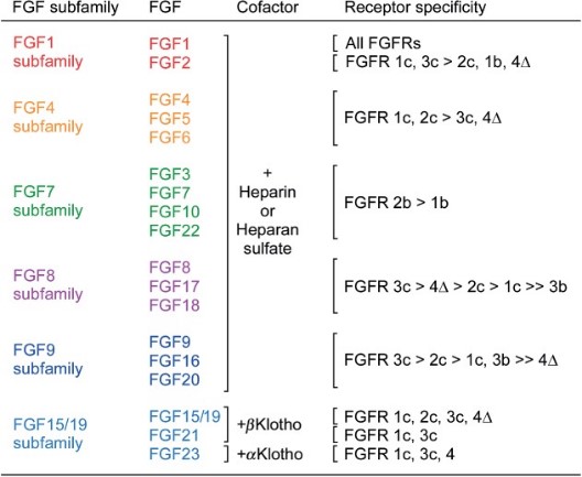 Fig1. Receptor specificity of canonical and endocrine FGFs. (David M Ornitz, 2015)