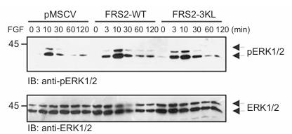 FRS2-4.jpg