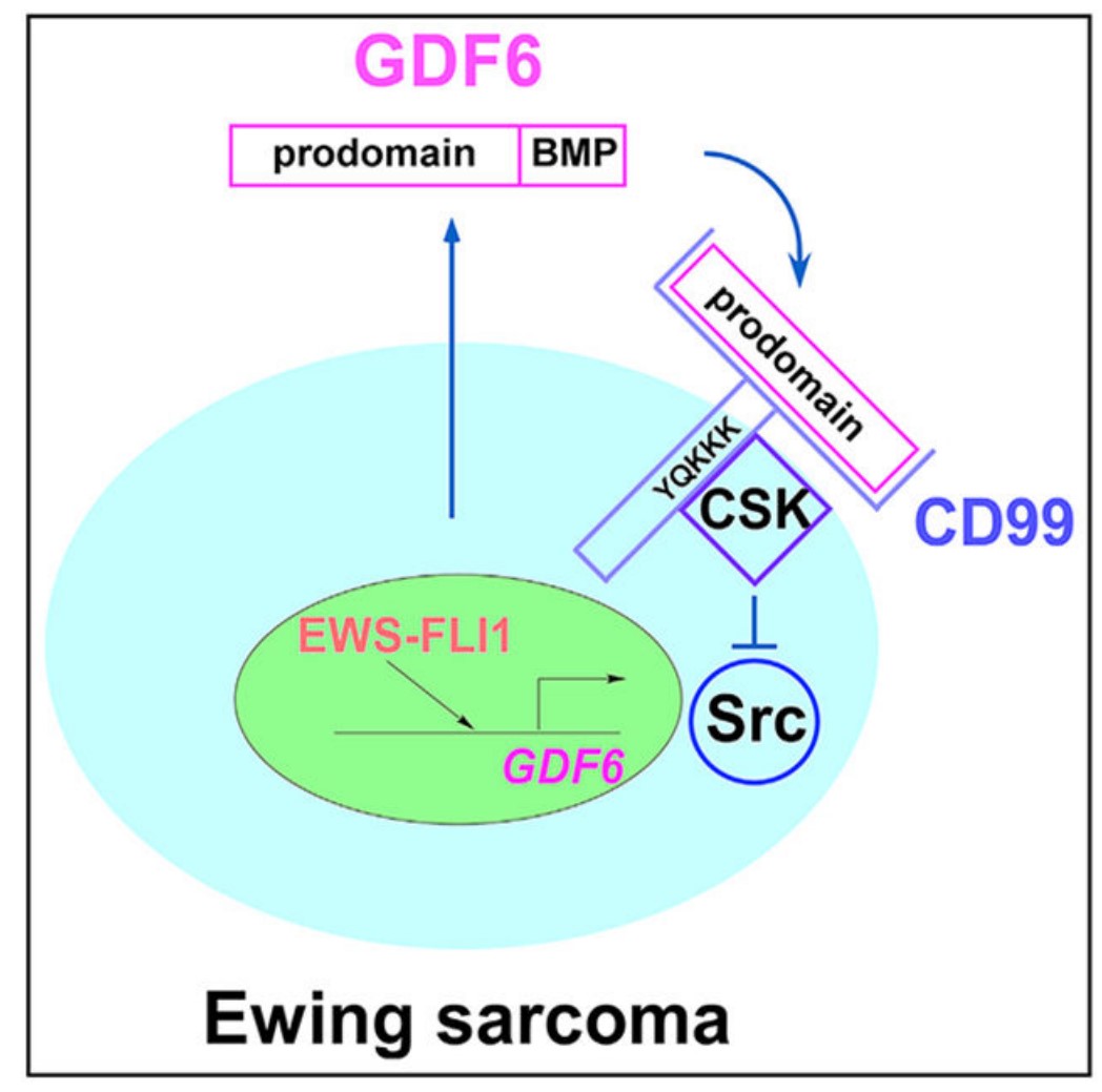 GDF6-7.jpg