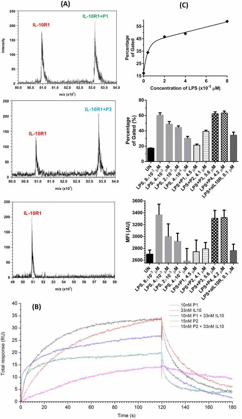 (A) MALDI mass spectra of IL-10R1 when mixed with P1, P2 and P3 as shown. Only P1 and P2 displayed a peak corresponding to the mass of the complex structure. (B) An overlay of sensorgrams of the SPR competitive binding assay of peptides P1 and P2. Compared with sensorgrams with only IL-10 or the corresponding peptide at the same concentration, a loss in total response was observed when P1 or P2 were co-injected with IL-10. (C) IL-10R expression levels in 3×10 5 U937 with anti-human CD210 using flow cytometry: stimulated with different amount of LPS overnight; unstimulated and stimulated with LPS (4×10 ?3 μM), LPS (4×10 ?3 μM) + P1 (4.5 μM), P2 (4.1 μM), P3 (5.6 μM) or P4 (4.2 μM), and LPS (4×10 ?3 μM) + aIL10R1 overnight, respectively; the mean fluorescence intensity (MFI) result of IL10-R expression.