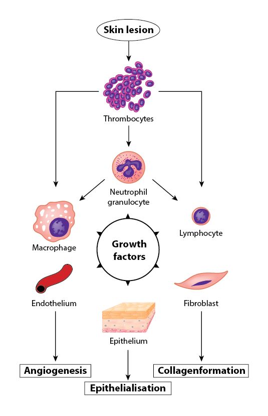 Growth factors involved in tissue regeneration following a skin lesion, showing the effect on blood cells, fibroblasts and epithelium. -Creative BioMart