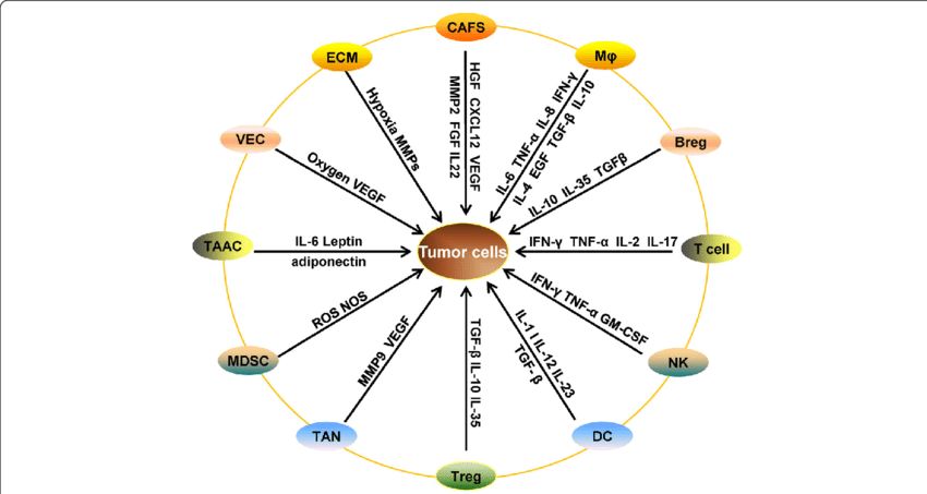 Cell growth factors and cytokines secreted in the tumor microenvironment.